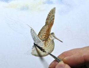 Le peintre anglais Colin Woolf, peint une bécasse à l’aide d’un pinceau fait avec une « plume du peintre », www.wildart.co.uk