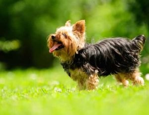 Choisir son chien : le Yorkshire Terrier