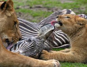 Les zèbres sont une des proies principales des lions