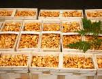 Barquettes de girolles