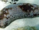 Concombre de mer