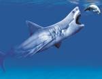Carcharodon Megalodon attaquant un dugong, dessin de Marie-Hélène Hamel