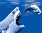 Reconstitution de Megalodon Carcharodon - dessin de M.H. Hamel