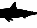 Comparatif de tailles du Megalodon et d’un humain