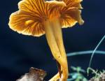 Chanterelle en tube ©G. Houdou