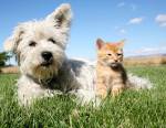 Chiens et chats peuvent être victimes de morsure de vipère