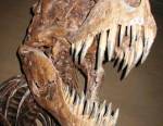 Mâchoires de tyrannosaure