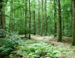 Devenir garde forestier