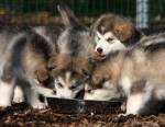 Tout savoir sur le métier d'éleveur de chiens
