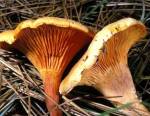 Deux fausses chanterelles ou clitocybes orangés © Outback