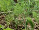 Jeunes plants de fenouil