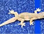 Un phyllodactyle d’Europe s'étant aventuré sur la moquette tapissant les cloisons d'un appartement