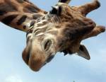 Girafe mâle adulte