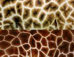 Robe de girafe Masaï (au-dessus) et robe de girafe réticulée (au-dessous)