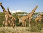 Les girafes vivent en groupe de 5 à 20 animaux