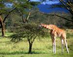girafon