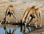 La girafe boit en écartant les pattes