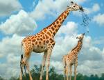 Girafe et girafon