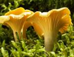 Girolles adultes