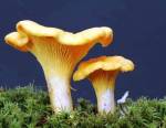 Girolles ©G.Houdou