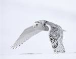 Harfang des neiges