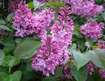 Culture du lilas