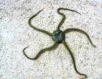 Ophiure