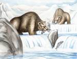 Ours des cavernes pêchant le saumon en France lors de la dernière glaciation © F.River