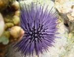 Oursin des eaux tropicales