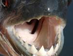 Mâchoire de piranha noir © Arnaud Filleul