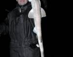 Les roussettes sont des prises courantes en surfcasting