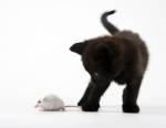 Le chat reste une des solutions les plus efficaces