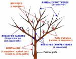 Sélectionner les branches à tailler