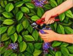 Tailler le lilas