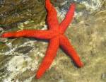 Etoile de mer