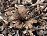 Trompettes des morts